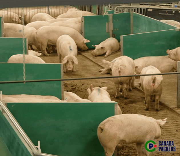 Sows interacting in the Canada Packers' Advanced Open Sow Housing system.