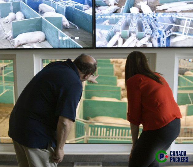 Viewing sows in the Canada Packers’ Advanced Open Sow Housing system from the observation deck.